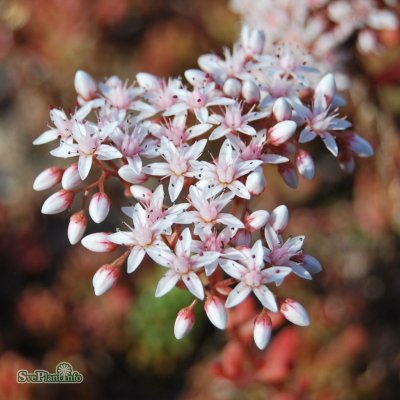 Sedum album Murale, Vit Fetknopp, P9cm