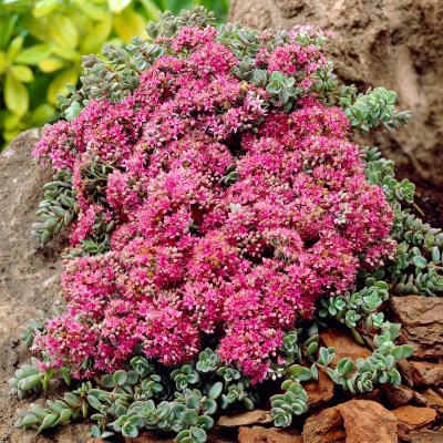 Hylotelephium cyaneum Rosenteppich, Mattfetblad, P9cm