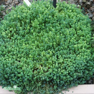 Sedum dasyphyllum, Luddfetknopp, P9cm