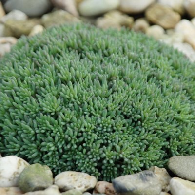 Sedum hispanicum, Blek Fetknopp