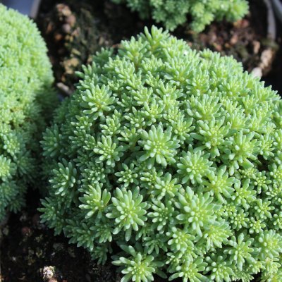 Sedum hispanicum Minus, Blek Fetknopp