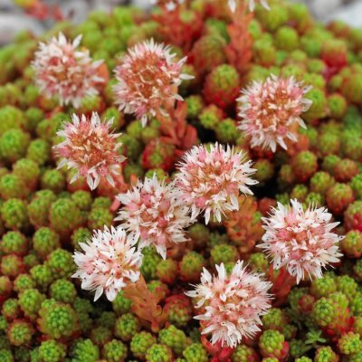 Sedum lydium, Lydisk Fetknopp, P9cm