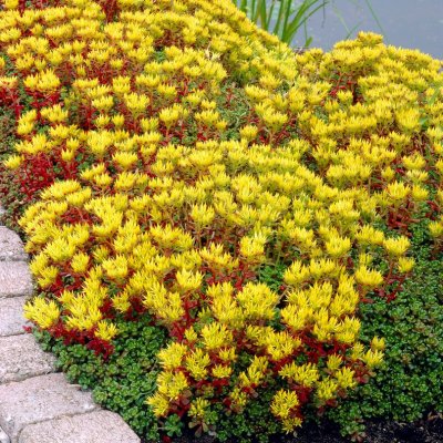 Sedum oreganum, Oregon Fetknopp, P9cm