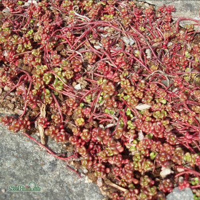 Sedum oreganum, Oregon Fetknopp, P9cm