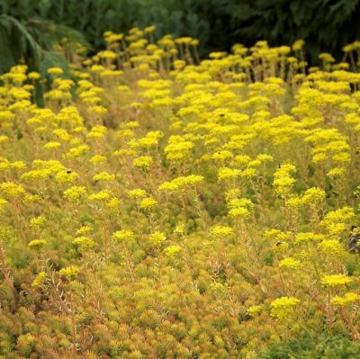 Sedum rupestre Angelina, Stor Fetknopp, P9cm