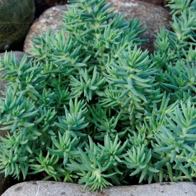 Sedum rupestre Blue Spruce, Stor Fetknopp, P9cm