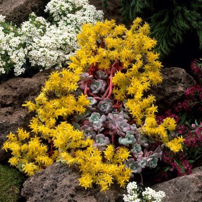 Sedum spathulifolium Purpureum, Kalifornisk Fetblad, P9cm