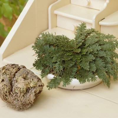 Selaginella lepidophylla