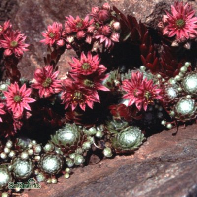 Sempervivum arachnoideum, Spindelvävstaklök, P9cm