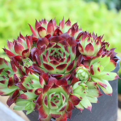 Sempervivum calcareum Guillaumes, Kalktaklök, P9cm