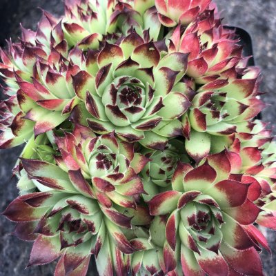 Sempervivum calcareum Mrs Giuseppi, Kalktaklök