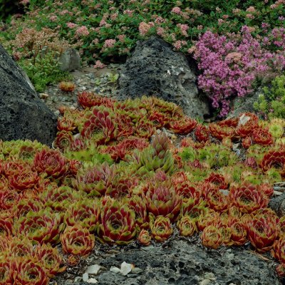 Sempervivum hybr. Commander Hay, Taklök