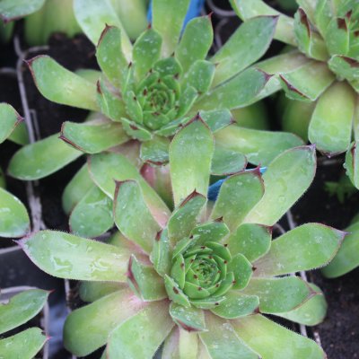 Sempervivum hybr. BigSam ™ Chrome Green, Taklök, P9cm