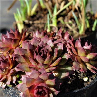 Sempervivum hybr. Commander Hay, Taklök, C11cm