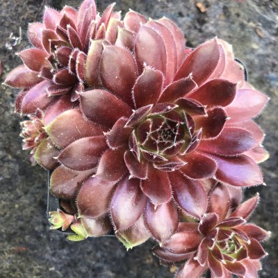 Sempervivum hybr. Director Jacobs, Taklök