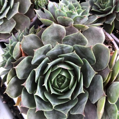 Sempervivum hybr. Feldmaier, Taklök, P9cm