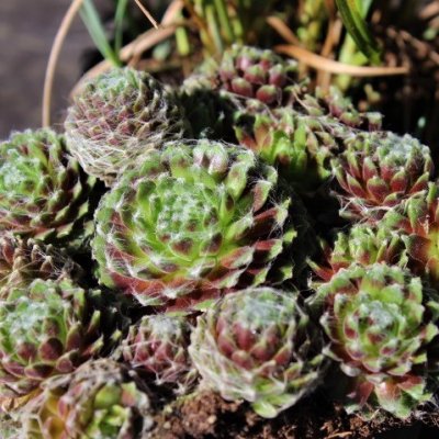 Sempervivum hybr. Haide, Taklök, P9cm