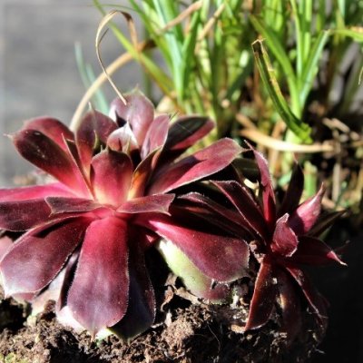 Sempervivum hybr. Purple Dazzler, Taklök, P9cm