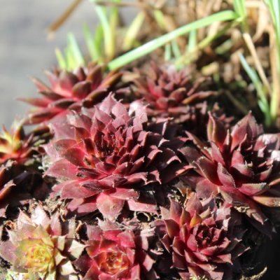 Sempervivum hybr. Purple Passion, Taklök, C11cm