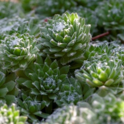 Sempervivum arach. Kramer´s Spinrad, Spindelvävstaklök, P9cm