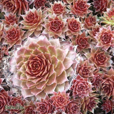 Sempervivum hybr. Rubin, Taklök, P9cm