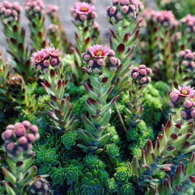 Sempervivum x funckii, Taklök, P9cm