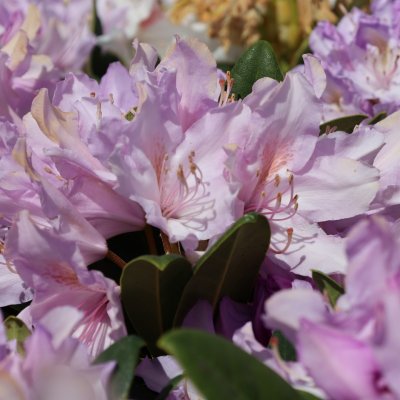 Rhododendron hybr. September Charm, Rododendron, 30-40 C5
