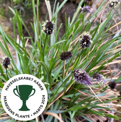 Sesleria Nordic ® Overdam Blue ®