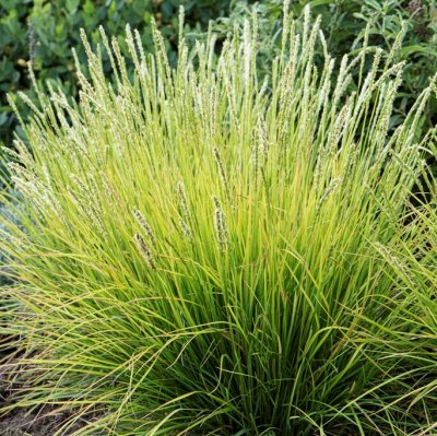 Sesleria autumnalis, Höstälväxing