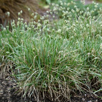 Sesleria caerulea, Älväxing, P11cm