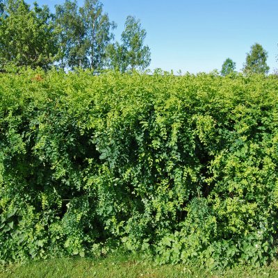 Caragana arborescens, Häckkaragan / Sibirisk Ärtbuske, busk C3,5
