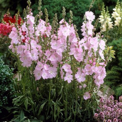 Sidalcea x cultorum Elsie Heugh, Axmalva