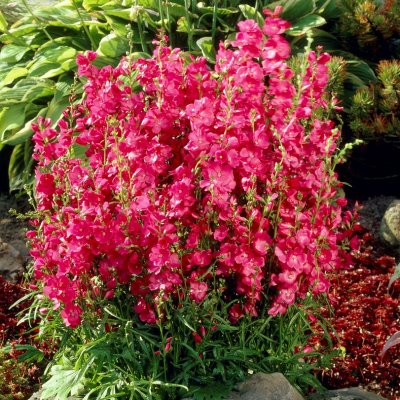 Sidalcea oregana Brilliant, Skär Axmalva, P9cm