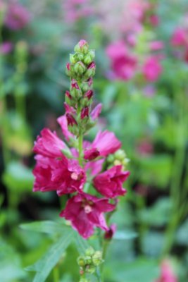 Sidalcea oregana Wine Red, Skär Axmalva, P9cm