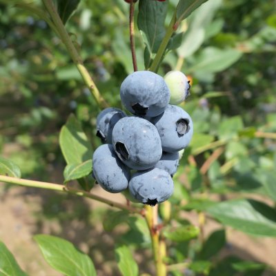 Vaccinium corymbosum Sierra