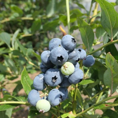 Vaccinium corymbosum Sierra