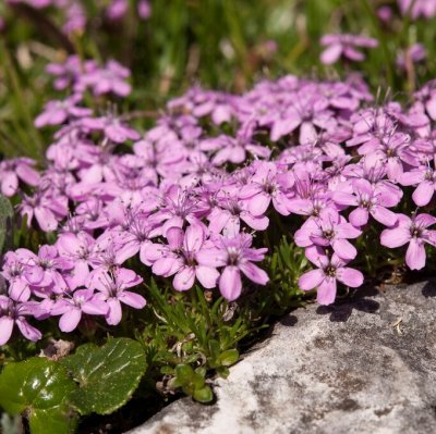 Silene acaulis Floribunda, Fjällglim, P9cm