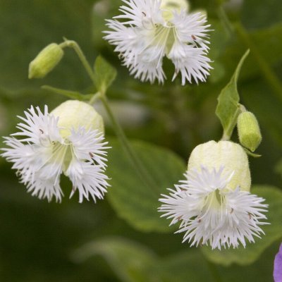 Silene macrophylla (fimbriata)