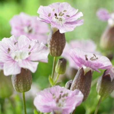 Silene uniflora Rosea, Strandglim, P9cm