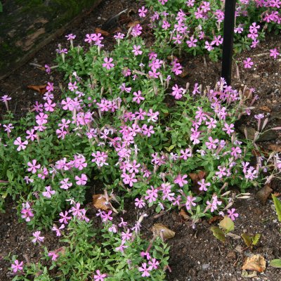 Silene schafta Splendens, Höstglim, C11,5cm