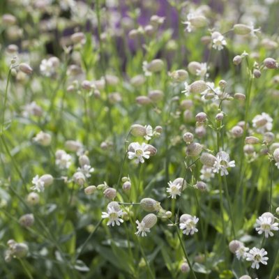 Silene vulgaris, Smällglim