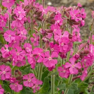 Silene x robotii Rolly´s Favourite ®, Trädgårdsglim, P9cm