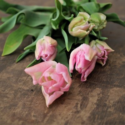 Tulpan Mix Pink Delight 30st
