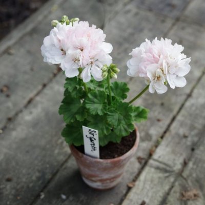 Äggskalspelargon Sir Gareth, kruka