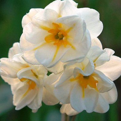 Narcissus medi. Sir Winston Churchill