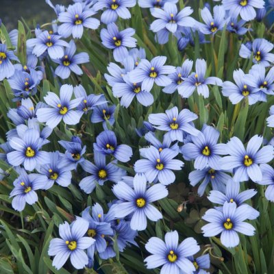 Sisyrinchium angustifolium Devon Skies