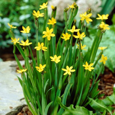 Sisyrinchium californicum, Gul Gräslilja, P9cm