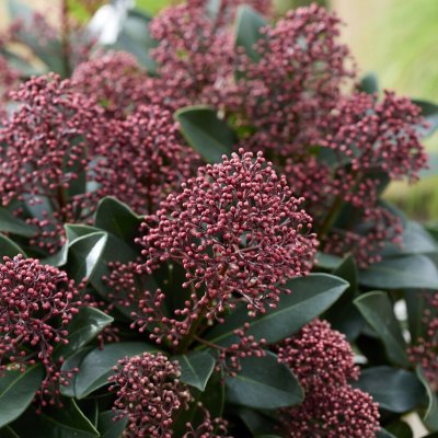 Skimmia japonica Rubella