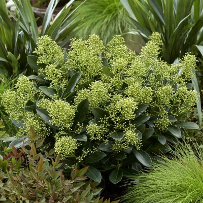 Skimmia japonica Finchy ®