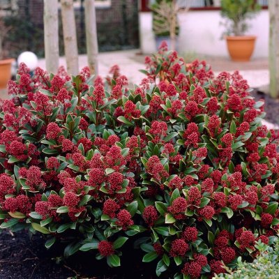 Skimmia japonica Rubella, Vinterbär, 25-30 C2
